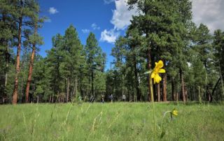 The Ecological Restoration Institute at Northern Arizona University selected a new director of forest operations and biomass utilization