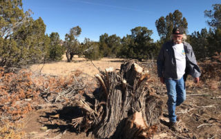 Illegal cutting hits juniper trees east of Flagstaff