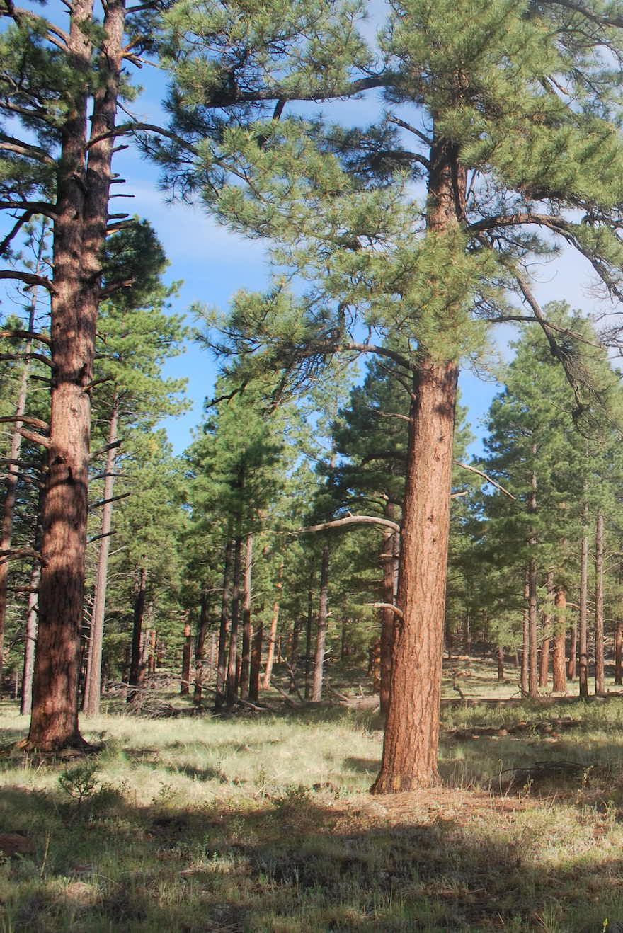 Ponderosa Pine Ecosystem - Ecological Restoration Institute