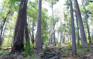 Restored Ponderosa Pine Forest