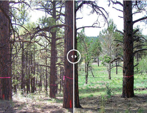 Kaibab National Forest Before and After