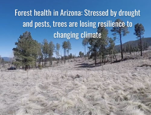 Forest health in Arizona: Stressed by drought and pests, trees are losing resilience to changing climate