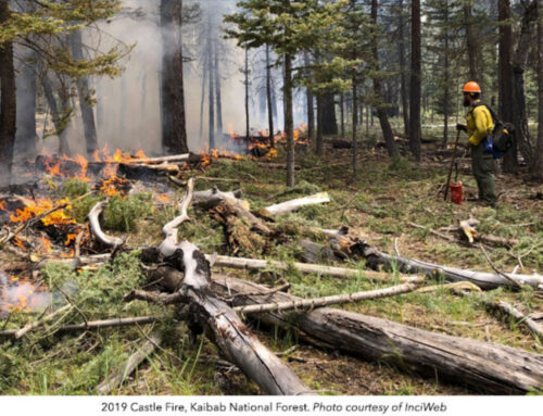 Science Flash April 2023:  Managed Wildfire