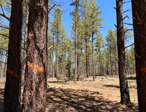 Cutting trees, setting fires could help protect Flagstaff from new disaster