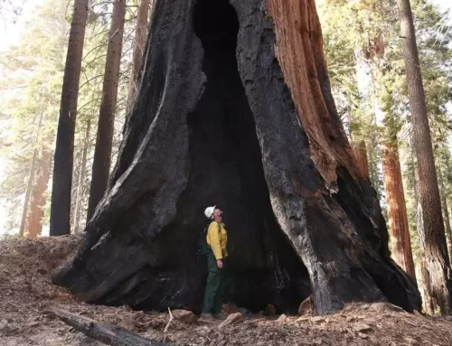 U.S. Forest Service proposes to protect old growth trees