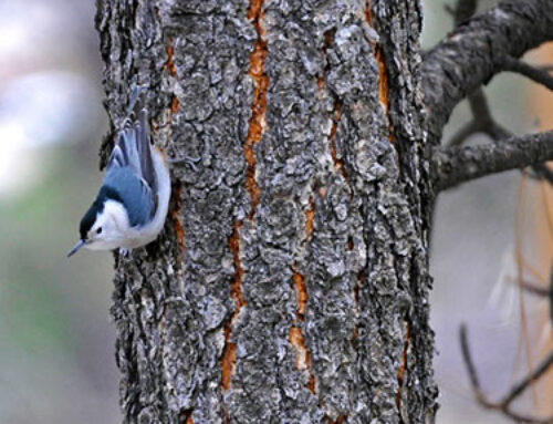 Science Flash – April 2025