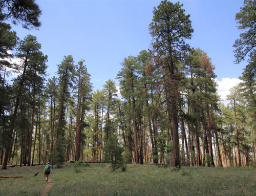 Research Associate, Wildfire Insurance and Resilient Economies (WIRE)