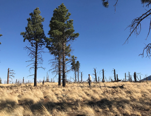 Post Doctoral Scholar Positions